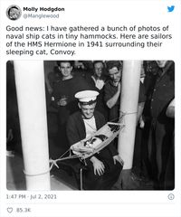 Twitter User Shared 14 Historical Photos Of Cats Chilling In Their Tiny Hammocks Aboard Naval Ships