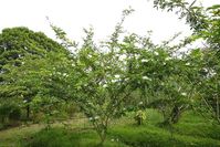 Powder Puff Plant/Tree in the Butterfly Garden & Secret Garden