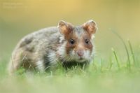 Feldhamster - european hamster