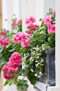 Pink geranium and white Bacopa in Window