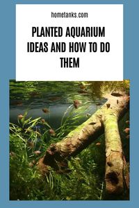 Aquariums are a great way to add some beauty and excitement to your home, and they're also a great way to learn about aquatic plants and fish. If you're looking to set up a small tank or build an elaborate one, then we've got plenty of aquarium ideas to help you get started. #aquariumcare #aquariumdecor