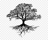 Southern Live Oak Drawing Tree Sketch - Tree Drawing With Roots #1015771