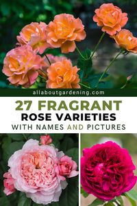 If you love strongly scented roses, you’ll want to fill your garden with this list of roses with intense perfume. In this article, our gardening expert and rose enthusiast outlines her list of the top most fragrant roses to grow in the garden!