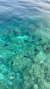 #malediven #holiday #maldives #ocean #oceangirl #sea #traveling #traveltheworld #maldivesislands #maldivesvacation #aesthetic #fish