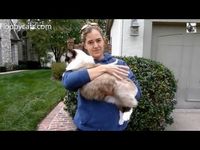 How to Pick Up a Ragdoll Cat – How to Hold a Ragdoll Cat http://www.floppycats.com/how-to-pick-up-a-ragdoll-cat-how-to-hold-a-ragdoll-cat.html