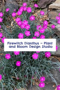 Discover the captivating Firewitch Dianthus, an outstanding full sun perennial boasting vivid pink blossoms sure to add a dash of magic to your garden. Its hardy nature and fragrant flowers make it a must-have for any green space. Don't let your garden miss out on this vibrant addition. Click through now and unravel the secrets to successfully growing the Firewitch Dianthus.