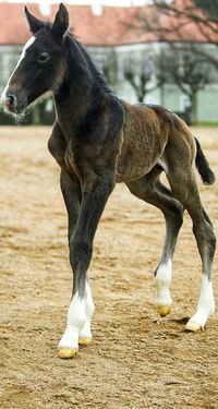 The Kladruber (foal) is the oldest Czech horse breed and one of the world's oldest horse breeds. It is considered very rare. The main breeding centre is in National Stud Farm Kladruby nad Labem in the Czech Republicwhere Kladrubers have been bred for more than 400 years. Kladrubers have always been bred to be a galakarossier - a heavy type of carriage horse for the court of the House of Habsburg #rarehorsebreeds