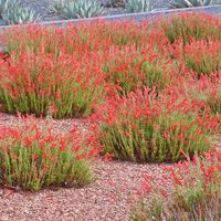 Compact Pineleaf Penstemon | Penstemon pinifolius Compactum | High Country Gardens