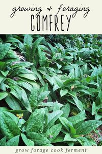 Comfrey is a useful plant that is easy to transplant and grow in your own backyard. It's a wonderful natural fertilizer and has many medicinal uses in an herbal medicine practice. Learn how to identify and forage for comfrey, and how to transplant comfrey roots to grow in your own backyard. #comfrey #forage #herbalism #gardening