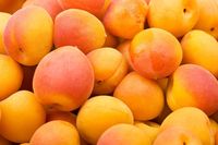 Get tips on how to pick, prepare and store apricots. Plus, nutritional information, recipe ideas, fun facts and more.