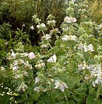 Phlomis cashmeriana at San Marcos Growers