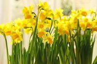 Free flowering and slightly scented, multiple award-winner Narcissus 'Jetfire' or 'Jet Fire' is one of the most striking of all dwarf narcissus, producing large flowers, 3 in. across (7.5 cm), adorned with vivid yellow, strongly reflexed petals, and an extraordinary reddish-orange trumpet. Blooming in early to mid-spring, one flower per stem, this small but sturdy Miniature Daffodil is terrific for borders or containers.