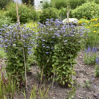 'Stand by Me' - Bush Clematis - Clematis hybrid