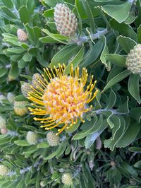 28 Types Of Popular Leucospermum Pictorial Guide