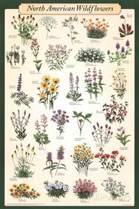 North American Wildflowers Educational Science Chart Poster Print at AllPosters.com