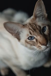 cat, cat photography, balinese cat, katt, kattebilder, kattefotografi, canon, photoshop, lightroom, studio