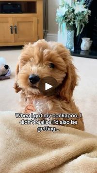 1.4M views · 166K reactions | Bargain ❤️

#dogreel #dogreels #dogreelsofinstagram #dogreelsvideo #dogreelsofinsta #dogreelsdaily #dogreeloftheday #dogvideo #dogvideos #dogvideosofinstagram #dogvideooftheday #dogvideosofig #funnydogreels #funnydogreel #funnydogvideos #funnydog #funnydogs #funnydogvideo #dogsofinstagram #dogsofinsta #instagramdogs #instadogs #treaclethecockapoo #cockapoo #cockapoopuppy #cockapoo_corner #cockapoolove #cockapoolife #cockapooclub #cockapoocrazy | Treacle 🧸💕 | The Foundations · Build Me Up Buttercup (Mono)