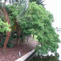 Florida Native Plant Society (FNPS)