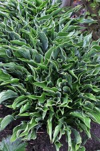 Hosta 'Praying Hands'