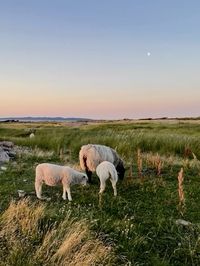 sheeps denmark autumn cozy aesthetic