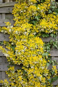 Die Goldbunte Kriechspindel 'Emerald'n Gold', botanisch Euonymus fortunei 'Emerald'n Gold', ist ein dekoratives, immergrünes Laubgehölz, das mit seinen leuchtend grünen Blättern mit charakteristischem gelben Rand das ganze Jahr über Farbakzente setzt. Im Winter verzaubert sie zusätzlich mit einer attraktiven Rosa-Färbung der Blätter. Dieser robuste Zwergstrauch erreicht eine Höhe von bis zu 60 cm und breitet sich bis zu 1 m aus, wobei er durch regelmäßigen Schnitt leicht in Form gehalten werden kann.  Der Spindelstrauch bevorzugt einen humosen, nährstoffreichen Boden und gedeiht optimal an einem sonnigen bis halbschattigen Standort. Die Pflanze ist sehr pflegeleicht und benötigt lediglich regelmäßige Wassergaben. Mit ihrer ausgezeichneten Frosthärte übersteht sie Temperaturen bis zu -20°C