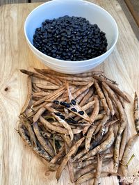 Growing black beans: A seed to harvest guide