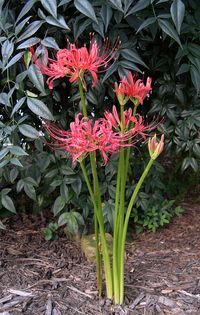 British Soldier, Spider Lily (Lycoris radiata) | British Sol… | Flickr