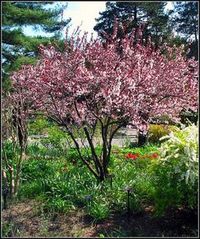 Image result for purple leaf sand cherry