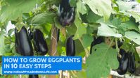 Eggplants are a fantastic addition to any home garden, and planting different varieties will surely give your more food choices.