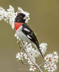 Pheucticus ludovicianus: A beautiful seed-eating songbird in the cardinal family that breeds in cool-temperate North America and migrates to tropical regions in winter.