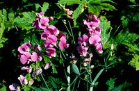 broad-leaved everlasting pea