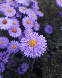 Aster flower meaning • Discover the true meanings of this beautiful flower