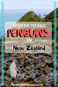 Where to find rare yellow-eyed #penguins in #NewZealand on the South Island // Where to see wild penguins // Penguins in new zealand