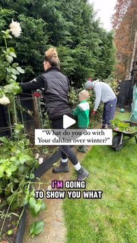 S O P H I E  V A L E N T I N E on Instagram: "What to do with Dahlias…

Lots of questions about what I do with my dahlias over winter so here we go!

You can leave them and they probably will be ok (depending on your soil and the winter we have).

If you don’t want to risk loosing them then lift them like I do.  I store them in a cardboard box of wood shavings in my frost free garage over winter.

Keeping them dry is very important 👌🏼

What do you do with YOURS?

Comment MEMBERSHIP to join my beginner gardening club… 

🌷Comment below if you’d like any of my links sent to you 😘

MEMBERSHIP- Sign Up To My ‘Gardening Monthly Membership’ 

COURSE - Buy my ‘Beginner Gardener Course’ 

BLOOMZ- FREE Dahlia Grow Along 

STORE- My Amazon Affiliate Storefront 

BORDERZ-Buy my ‘Borders For Beginn