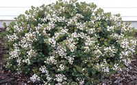 INDIAN HAWTHORN CAPE CORAL