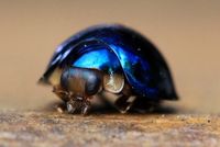 Steelblue Ladybird