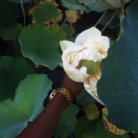 An aesthetic photograph of a white flower growing on top of a water lily.