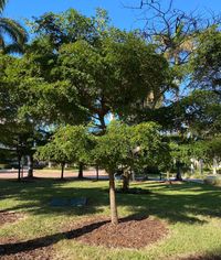 Shady Lady, Bucida Buceras, Black Olive – Eureka Farms