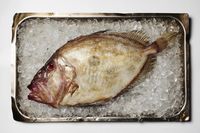 Top Tips To Tell If Fish Is Fresh - Great British Chefs