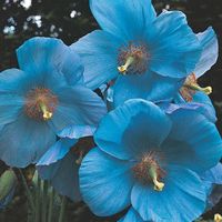 The Himalayan Blue Poppy - Meconopsis betonicifolia