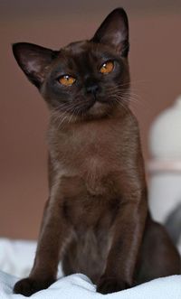 The Burmese cat is often described as the ideal cat for people who think they don’t like cats. This breed has dog-like tendencies, and they are fantastic companions. The Burmese is outgoing, friendly, and playful, making them a delight to have at your home. If you are interested in the breed, or you’re thinking about bringing one home, here are the most important things you should know about this cat breed.