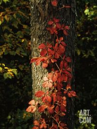 Virginia Creeper Vine in Autumn Colors, Climbing a Tree Trunk