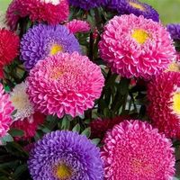 PRICES MAY VARY. ASTER, a must have for every garden Saturated with color they practically glow Easy to Plant and Grow MULTI COLOR ROBUST BLOOMS Powderpuff Mix Aster flower seeds are a tidy and vibrant addition to grow in any home or garden. Powderpuff Mix flowers grow robust 12-36" tall Asters perfect for indoor gardening, yet hardy enough to keep outside during the long summer heat. Powderpuff Mix Aster flower seeds promise dazzling 3-5" lush mum-like bulbs that are sure to highlight any seaso