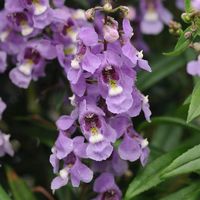 Serenita® Sky Blue Angelonia