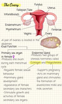 The Female Ovary