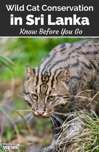 The endangered Asian fishing cat of Sri Lanka fights habitat loss in an urban environment. Learn more about conservation efforts to save them. | #wildlife | #Animals | #naturelover