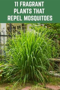 These plants are beautiful, fragrant AND they keep mosquitoes away from your home and garden.