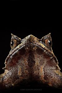 Horned frog