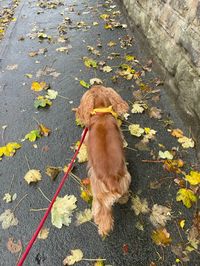 cocker spaniel walks