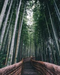 True beauty can be found in absolutely everything, be it a sunset, the bustle of a big city or the mist hanging over an ancient forest. These photos are truly life-affirming and wonderful.  #japan #japanbeautifulplaces #japanravel #travelinspiration #japanphotos